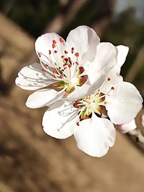 颐和园桃花盛开粉红颜色映照西堤