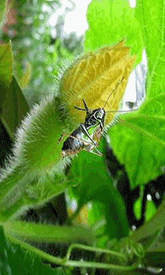 囧手机动态图片240400