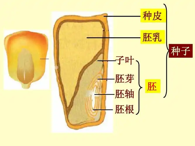种皮 胚乳 子叶 胚芽 胚轴 胚根 胚 种子