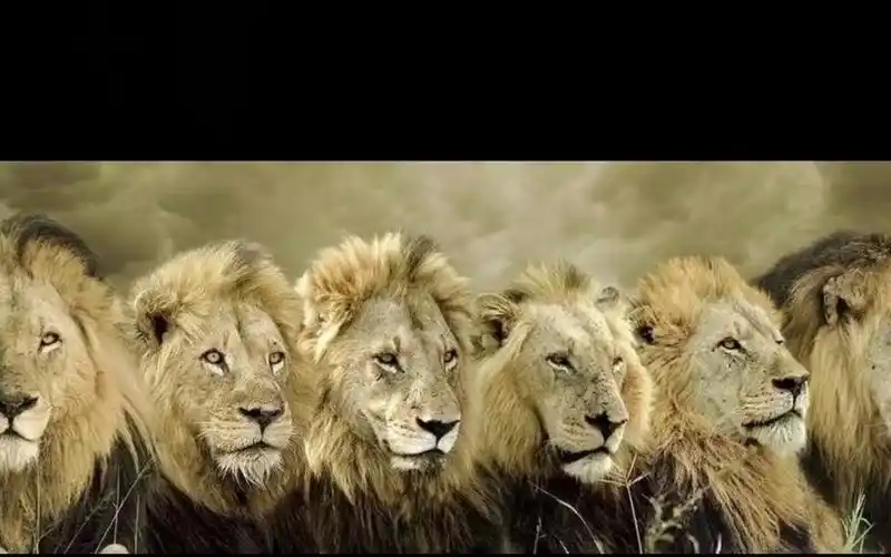 带你走进传奇的坏男孩联盟,第一集 西街雄狮崛起