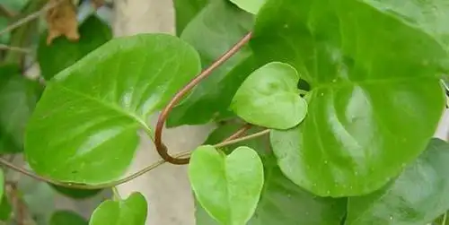 田七叶的功效与作用及食用方法