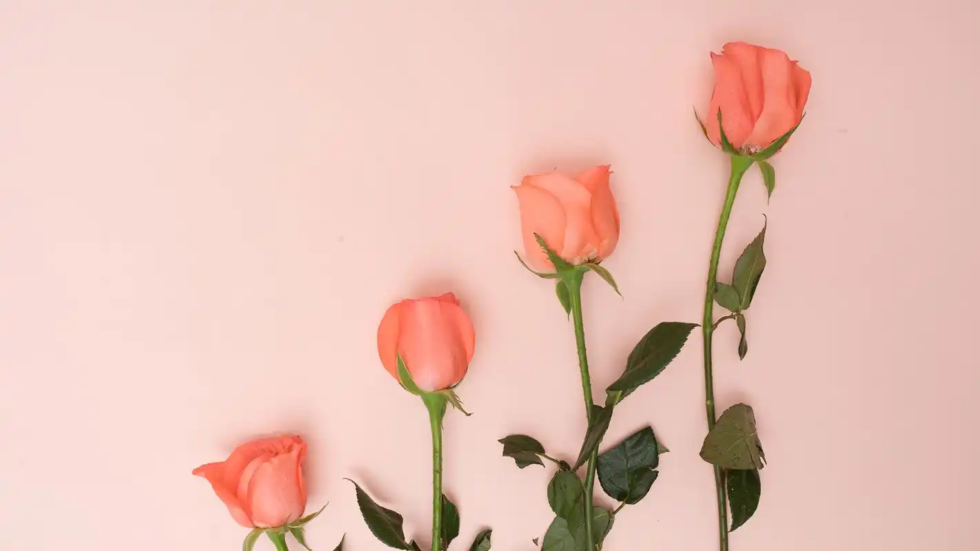 创意玫瑰花瓣摄影高清宽屏壁纸