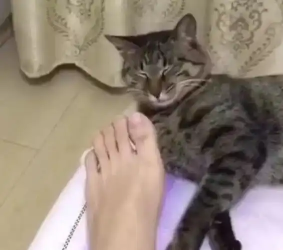 女孩非让猫咪闻自己的脚小猫闻后反应亮了真的辣眼睛
