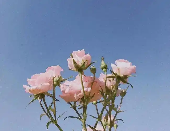 正能量唯美温柔句子,朋友圈一句话说说2020