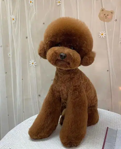 08泰迪贵宾美容造型分享