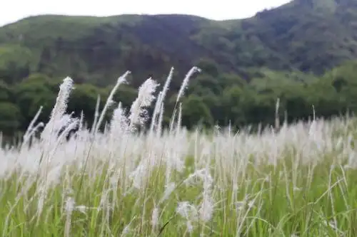 漫山遍野的丝茅花