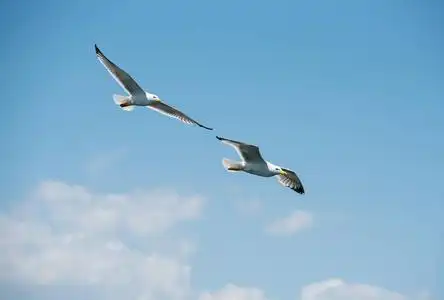 两只海鸥在一起飞翔, 天空在背景中照片