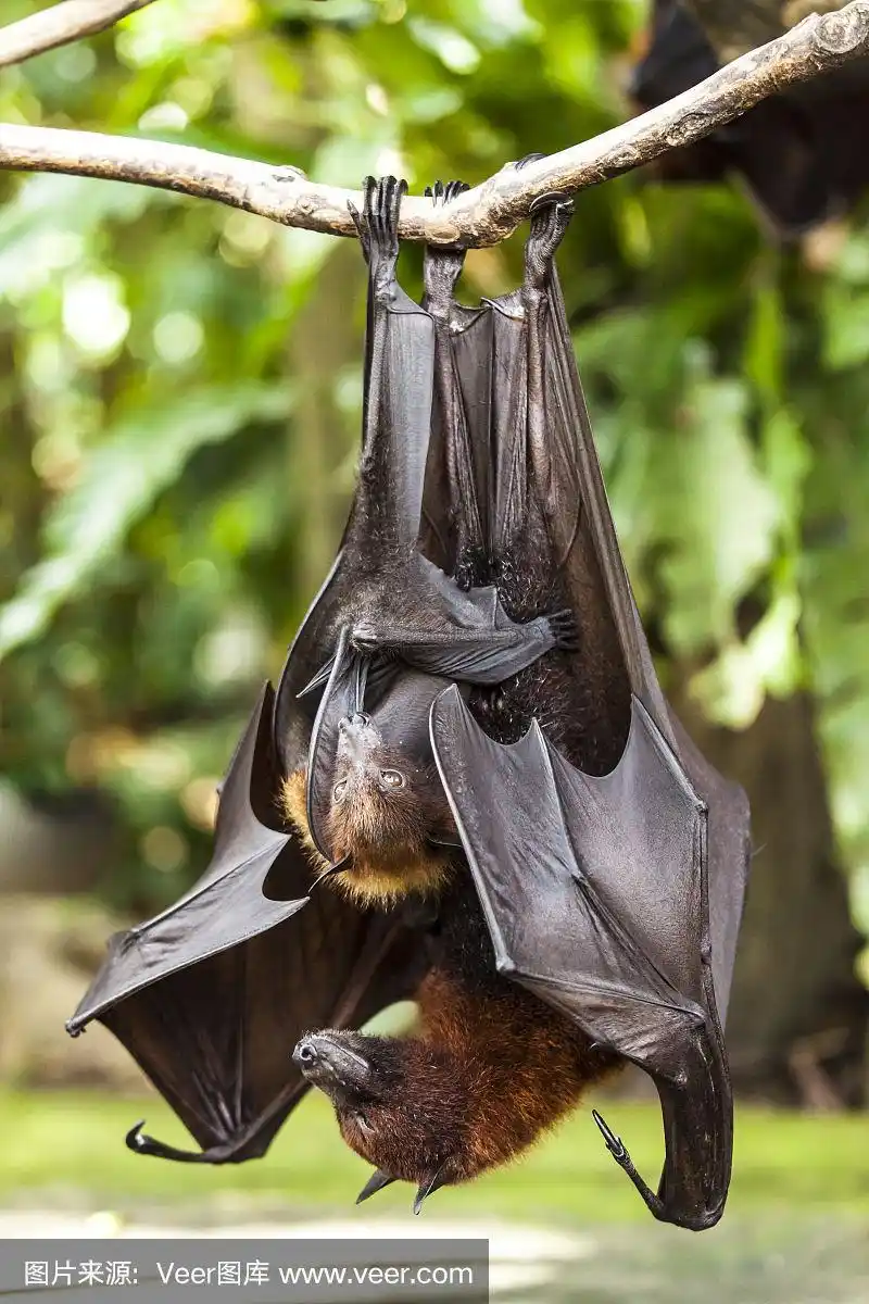 雌蝙蝠正在哺乳她的孩子