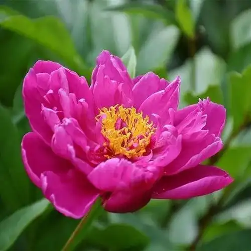 微信头像花草带人头像_头像图片_扣扣乐园