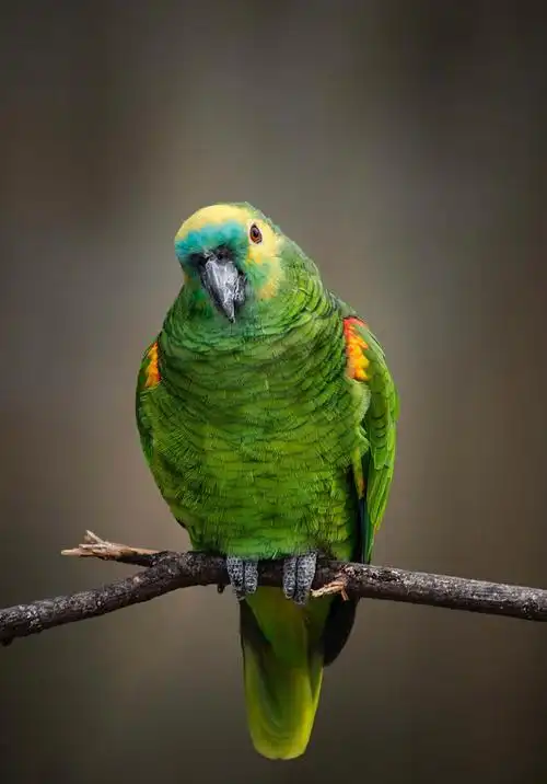 绿色羽毛的鹦鹉图片第9张