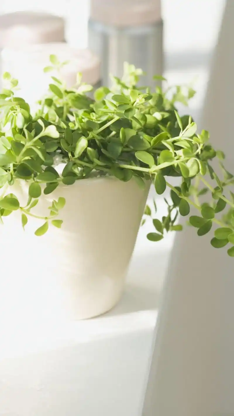 清新绿色植物图片高清手机壁纸