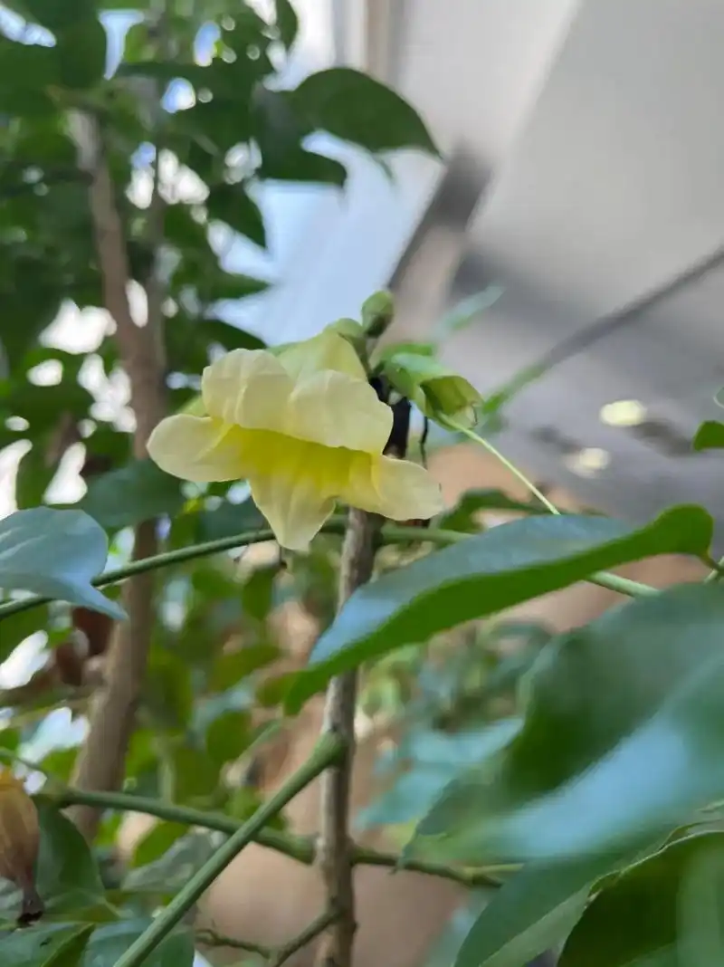 幸福树开花结果全过程 - 抖音