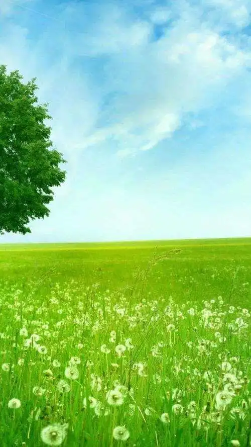 绿色护眼背景图 高清竖版  绿色护眼背景图