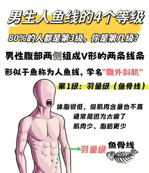 男生人鱼线的466个等级你处在第几级71