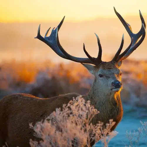 01.13周日作品欣赏《滑雪的驯鹿》