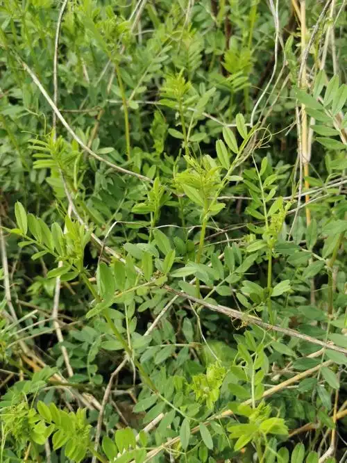 搜了一下应该是野豌豆苗,能吃有吃过的没?啥味道?烫火锅可以吗?