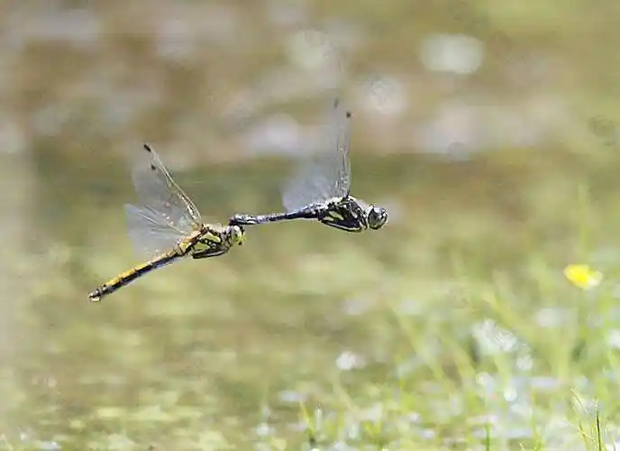 蜻蜓低飞预示着什么 | 说明书网