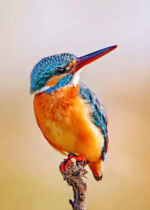 翠鸟也叫什么鸟(捕鱼本领很强而美丽的小型鸟)-千达资讯