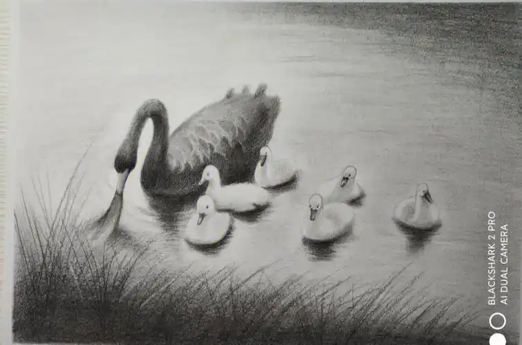炭笔素描寻光的天鹅
