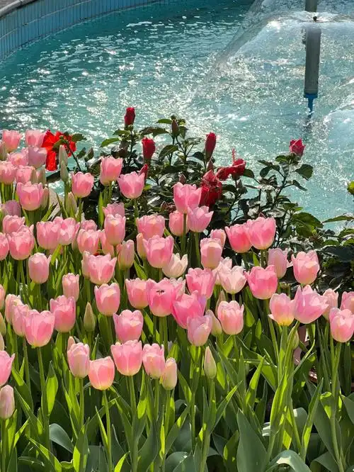 "郁金香花海中藏着少女轰轰烈烈的爱意"