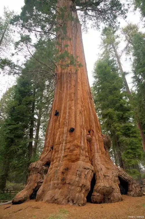 雪曼将军树 世界最大的树木 已经存活了3200多年