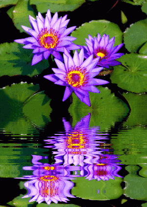 300_422竖版 竖屏gif 动态图 动图