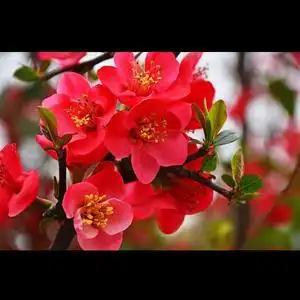 红梅报春头像