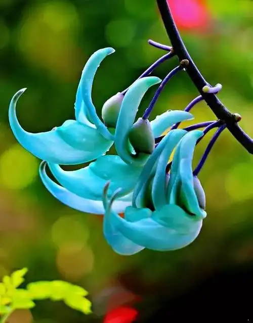 世界上20种罕见的稀有名花,有认识的吗?附赠美图欣赏