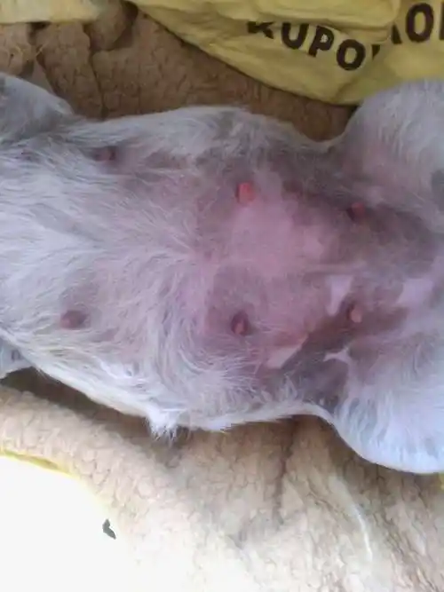 狗狗的东西又硬又长怎么办啊 狗狗的东西又硬又长怎么办啊文