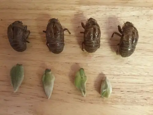 这是我们做毛猴的材料.