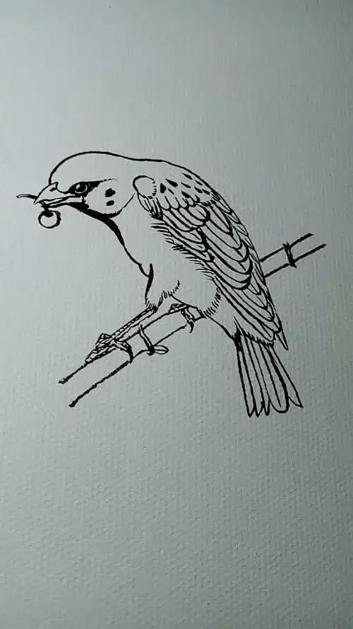 一看就会的白描画#麻雀白描画法教程