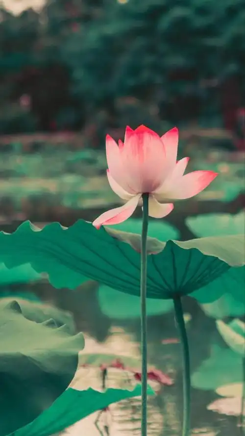 这些小清新诗句,夹着淡淡荷花清香,沁人心脾