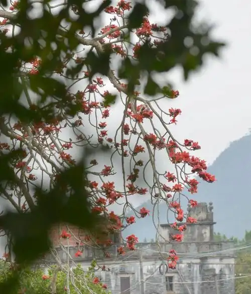 三月的木棉,悄悄惊艳了整个江门|彭伟宗|木棉花|木棉树|红棉_网易新闻