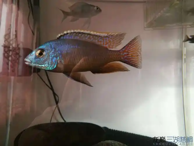 红鹰- 三湖慈鲷学堂 - 龙巅三湖慈鲷