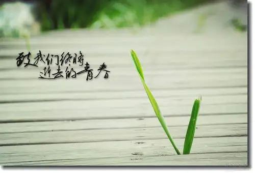 正文  我们总是青春逝去之后对它无比怀念
