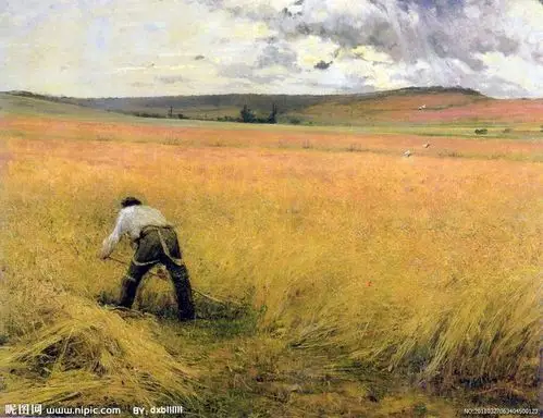 油画---- 麦田劳动
