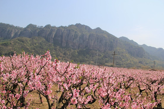 后岸十里桃花林赤城山上披紫衣遇见最美天台
