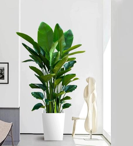 天堂鸟客厅盆栽办公室内大型绿植好养易活家用吸甲醛落地大叶植物