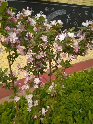 校园里的海棠花