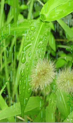 【高清图】【流云出品】i60s专用 动态壁纸～～漂亮～～-中关村在线