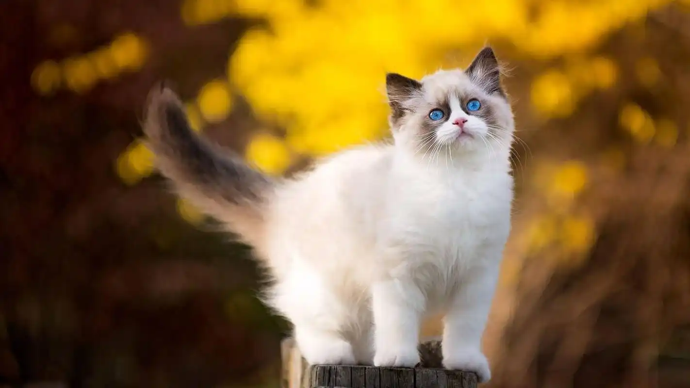 首页 桌面壁纸 布偶小猫可爱呆萌高清电脑壁纸上一张下一张查看原图