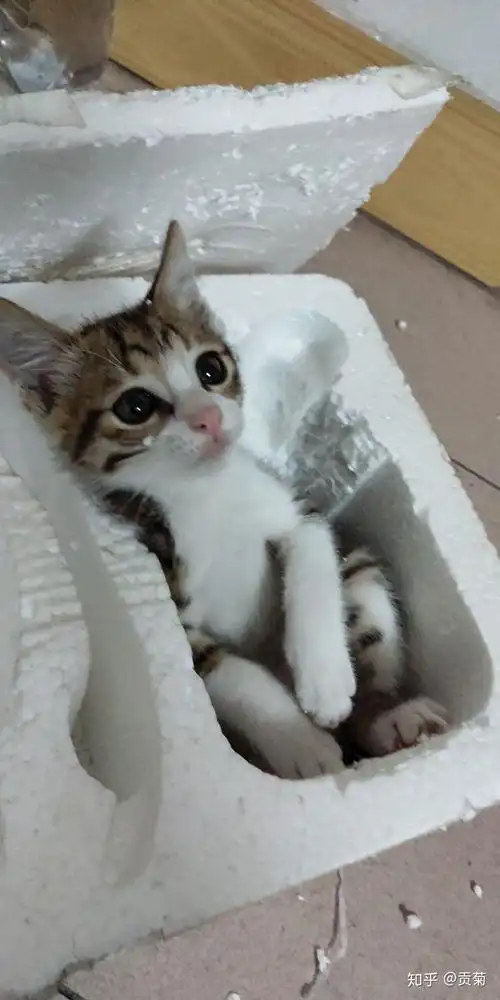 土猫可以萌到什么程度