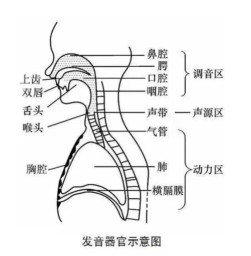 小课堂歌唱发声技巧器官图