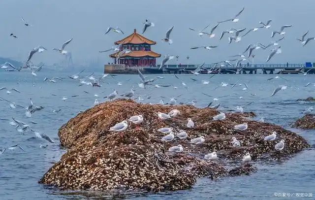 每年都有超过十万只海鸥过来,晴天的海边,海鸥,落日,青岛的冬天也太浪