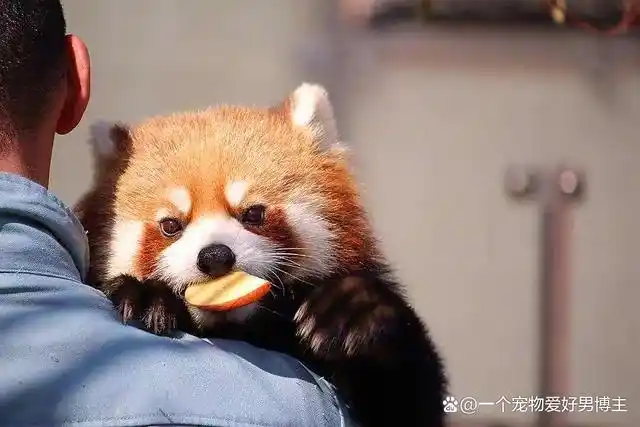 今天小编要说的小动物的名字叫作小熊猫(英文又称:redpanda):是小熊猫