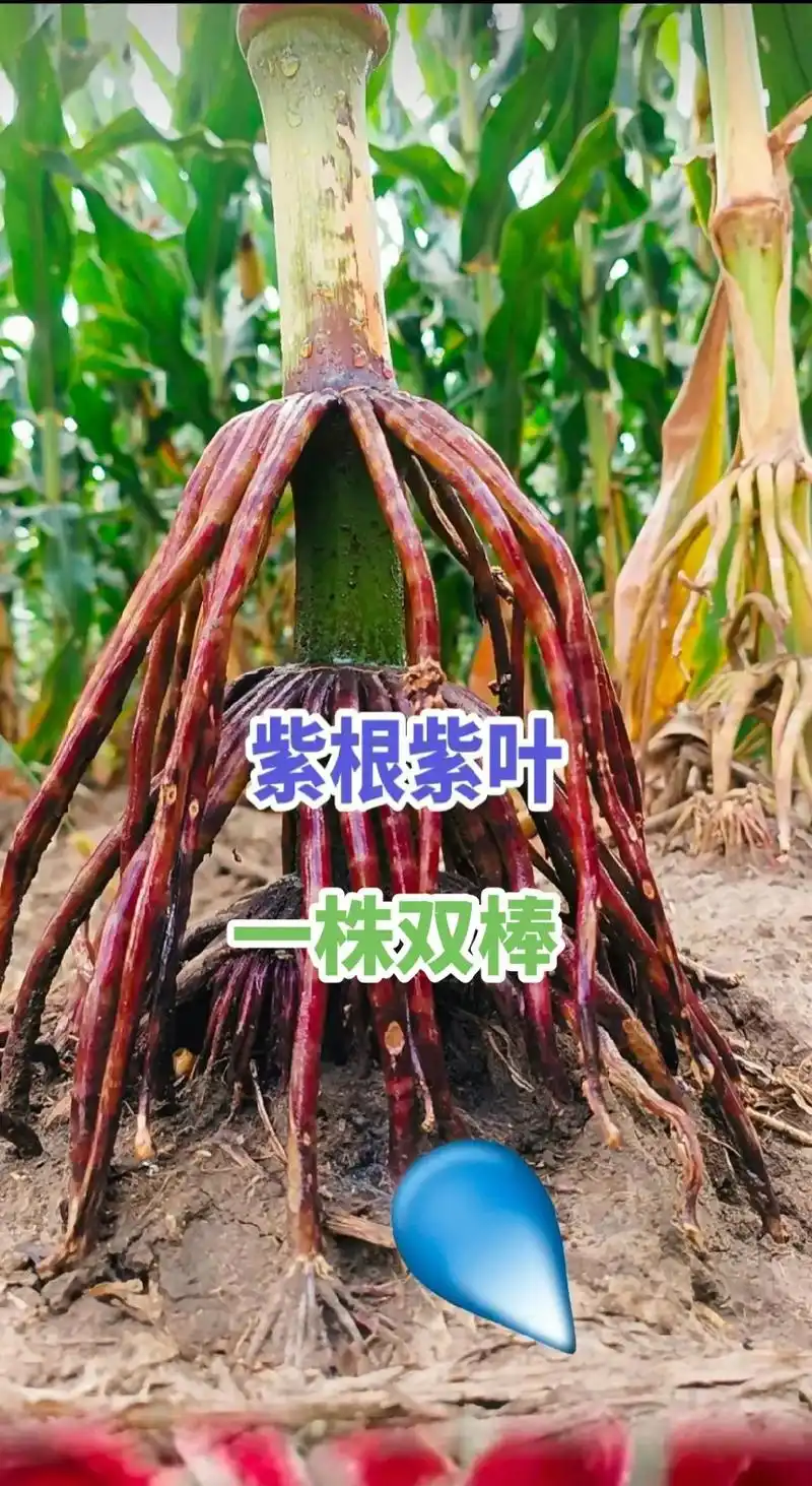 最新国审高产玉米种子 #紫根紫杆高产大棒 #国审矮杆大棒王 - 抖音