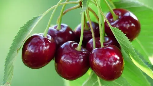 图片大全 美食世界 新鲜酸甜补充vc的车厘子图片 > 新鲜酸甜补充vc的