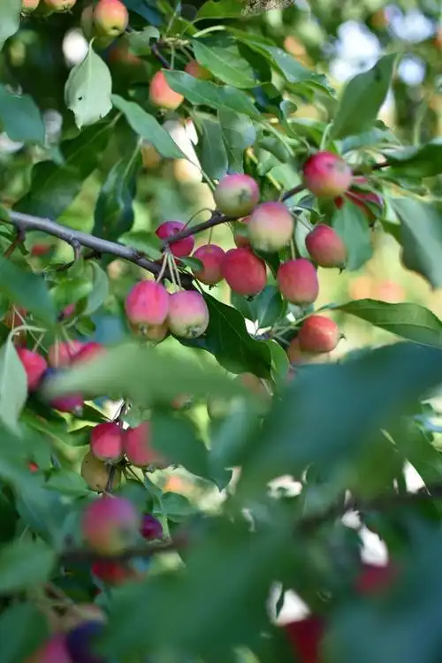 最好海棠树十个品种