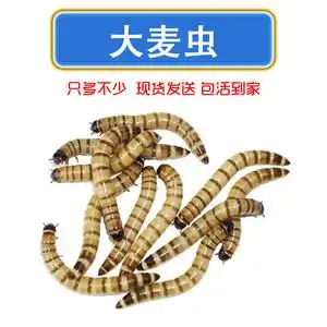 大麦虫黄粉虫面包虫活体钓鱼饵乌龟食物仓鼠龙鱼鸟类宠物饲料