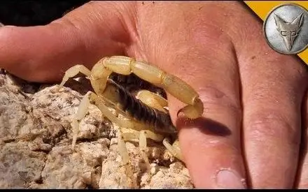 蝎子蛰到了腿上 脸肿了